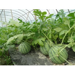 蔬菜大棚膜——要買優(yōu)質(zhì)的西瓜專用膜，意利塑料是不二選擇