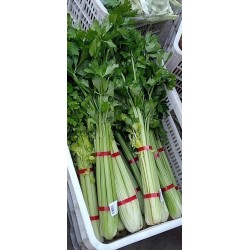 蔬菜捆扎機(jī)，小型扎把機(jī)，蒜苔捆扎，蒜苔束帶，昆勁小型捆扎機(jī)