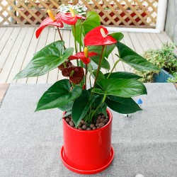 武漢寫字樓綠植出租戶外苗木銷售，武漢商場(chǎng)綠植價(jià)格工廠花卉租賃